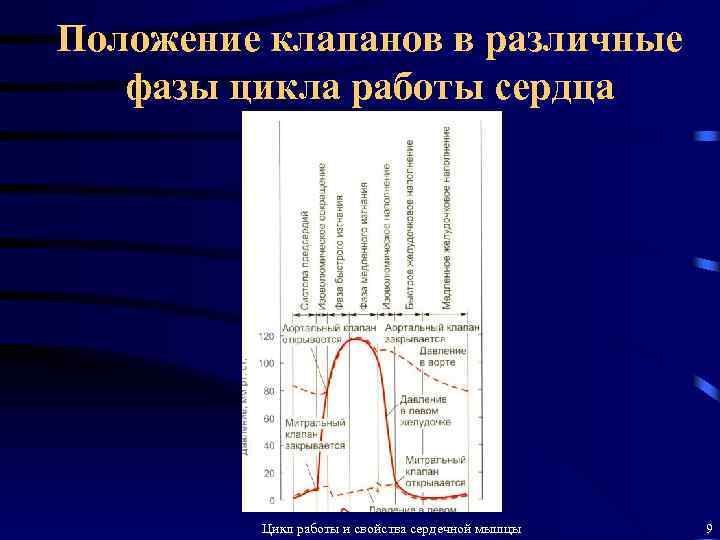 Положение клапанов в различные фазы цикла работы сердца Цикл работы и свойства сердечной мышцы