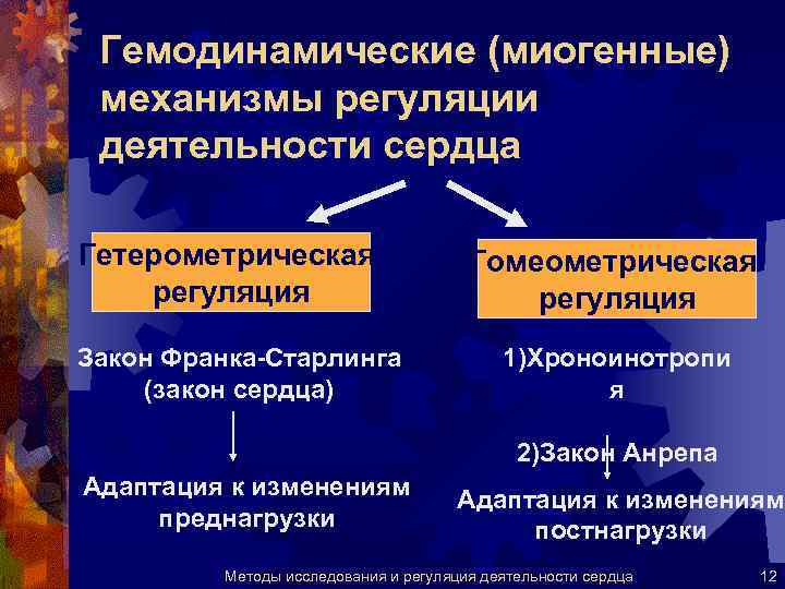 Миогенная регуляция сердечной деятельности