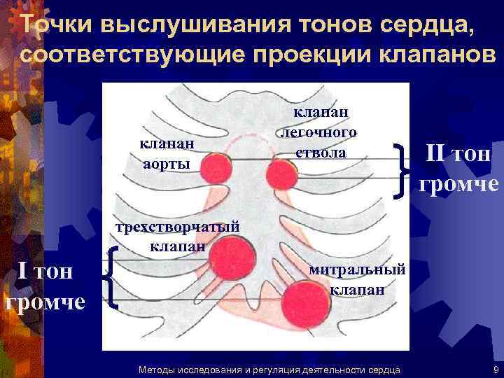 Точки выслушивания сердца