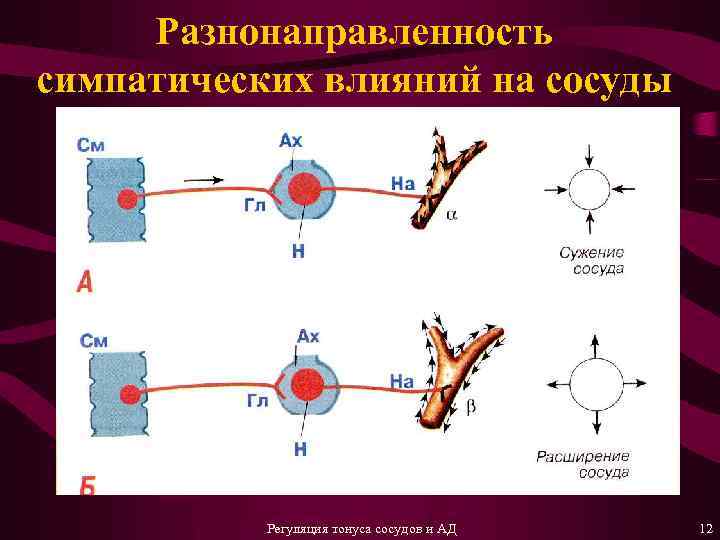 Разнонаправленность симпатических влияний на сосуды Регуляция тонуса сосудов и АД 12 