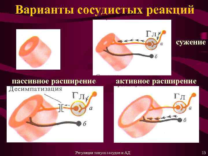 Варианты сосудистых реакций сужение пассивное расширение активное расширение Регуляция тонуса сосудов и АД 13