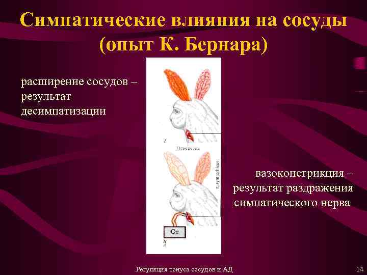 Симпатические влияния на сосуды (опыт К. Бернара) расширение сосудов – результат десимпатизации вазоконстрикция –