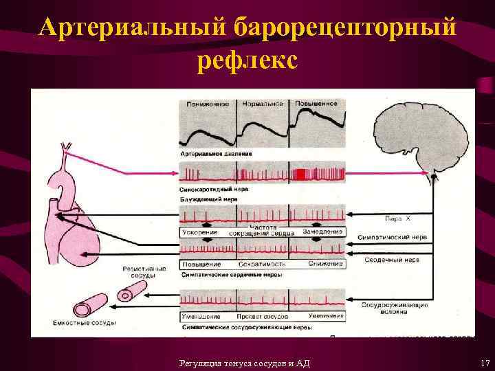 Артериальный барорецепторный рефлекс Регуляция тонуса сосудов и АД 17 