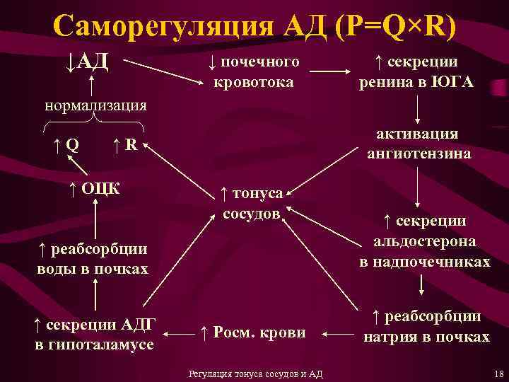 Саморегуляция АД (P=Q×R) ↓АД ↓ почечного кровотока ↑ секреции ренина в ЮГА нормализация ↑Q