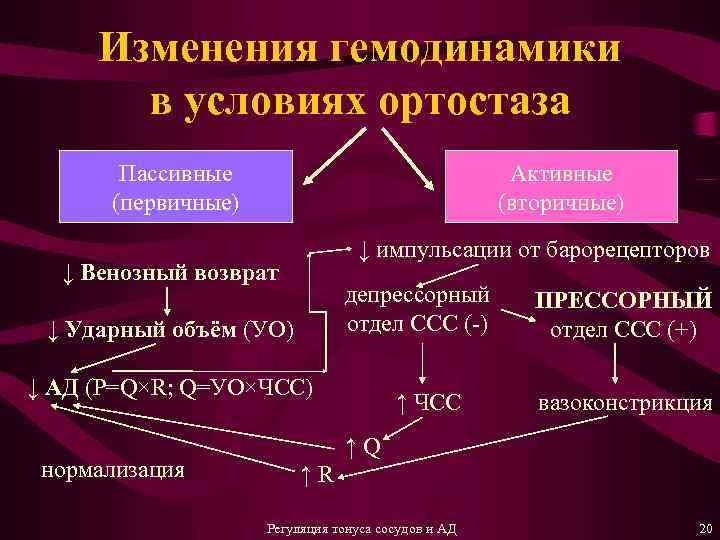 Изменения гемодинамики в условиях ортостаза Пассивные (первичные) Активные (вторичные) ↓ импульсации от барорецепторов ↓