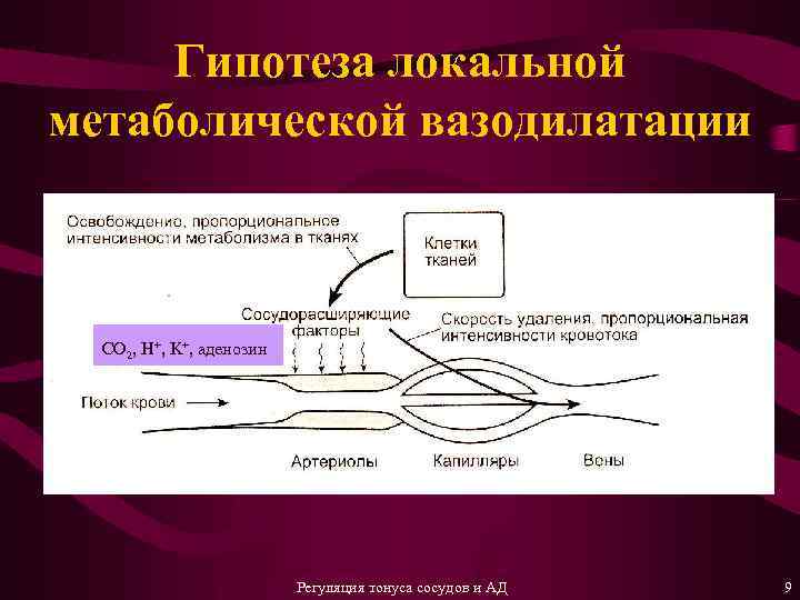 Гипотеза локальной метаболической вазодилатации CO 2, H+, K+, аденозин Регуляция тонуса сосудов и АД