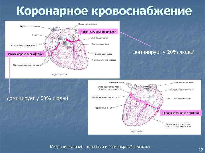 Коронарное кровоснабжение Левая коронарная артерия доминирует у 20% людей Правая коронарная артерия доминирует у