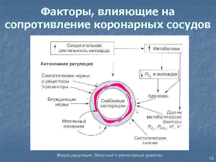 Факторы, влияющие на сопротивление коронарных сосудов Микроциркуляция. Венозный и регионарный кровоток 15 