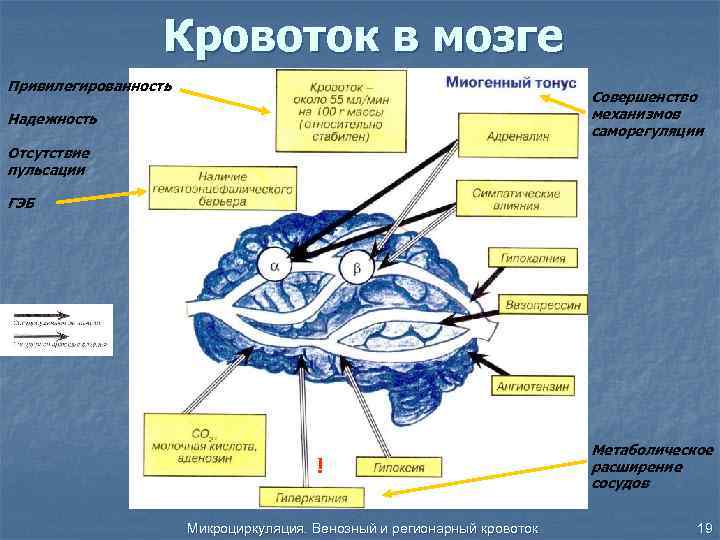 Кровоток в мозге Привилегированность Совершенство механизмов саморегуляции Надежность Отсутствие пульсации ГЭБ ! Микроциркуляция. Венозный