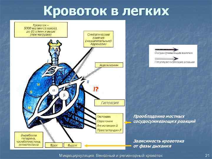 Кровоток в легких !? Гипоксия Преобладание местных сосудосуживающих реакций Зависимость кровотока от фазы дыхания