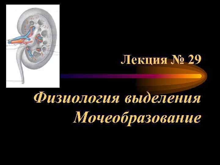 Лекция № 29 Физиология выделения Мочеобразование 