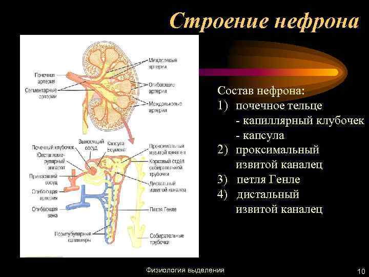 Строение нефрона Состав нефрона: 1) почечное тельце - капиллярный клубочек - капсула 2) проксимальный