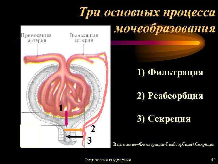 Три основных процесса мочеобразования 1) Фильтрация 2) Реабсорбция 1 2 3 3) Секреция Выделение=Фильтрация-Реабсорбция+Секреция