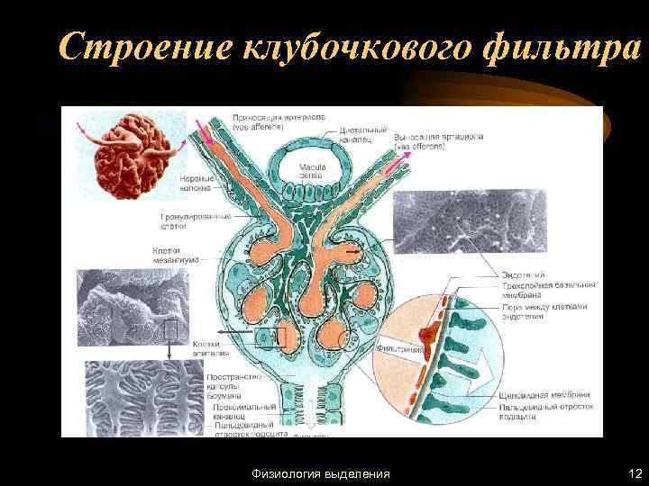 Строение клубочкового фильтра Физиология выделения 12 