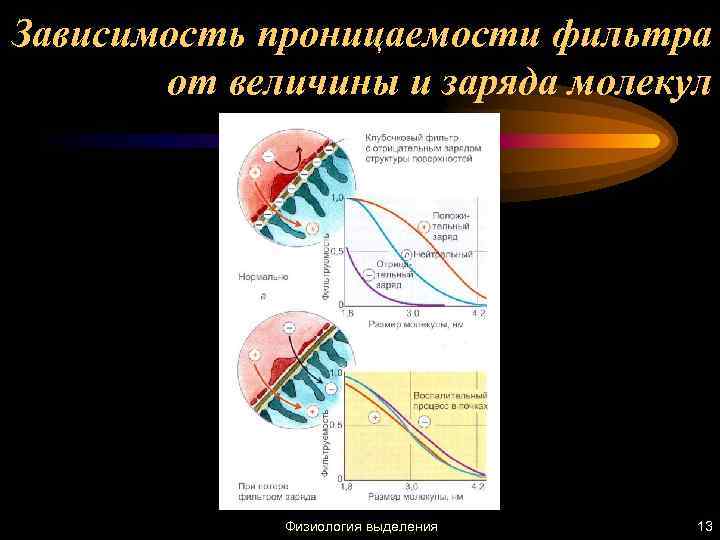 Зависимость проницаемости фильтра от величины и заряда молекул Физиология выделения 13 