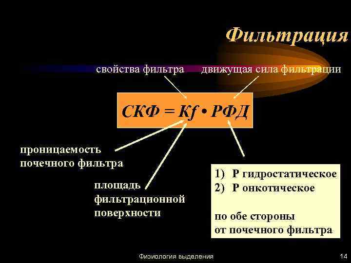 Фильтрация свойства фильтра движущая сила фильтрации СКФ = Кf • РФД проницаемость почечного фильтра