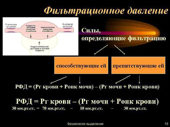 Фильтрационное давление Силы, определяющие фильтрацию способствующие ей препятствующие ей РФД = (Pг крови +