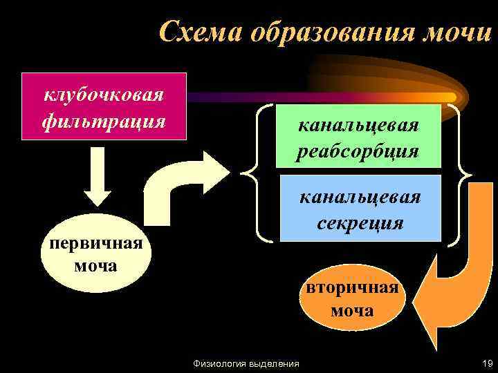 Схема образования мочи клубочковая фильтрация канальцевая реабсорбция канальцевая секреция первичная моча вторичная моча Физиология