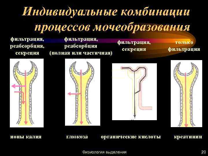 Индивидуальные комбинации процессов мочеобразования фильтрация, реабсорбция секреция (полная или частичная) ионы калия глюкоза органические