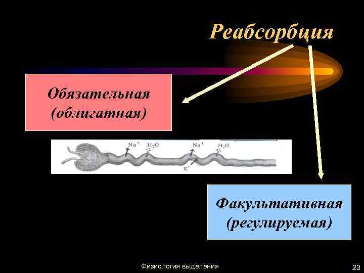 Реабсорбция Обязательная (облигатная) Факультативная (регулируемая) Физиология выделения 23 