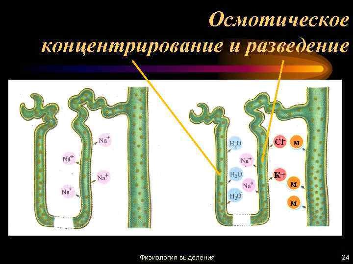 Осмотическое концентрирование и разведение Cl- м К+ м м Физиология выделения 24 