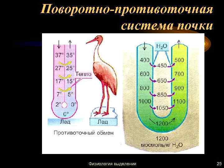 Поворотно-противоточная система почки Физиология выделения 25 