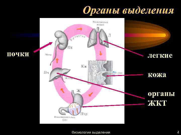 Органы выделения почки легкие кожа органы ЖКТ Физиология выделения 4 