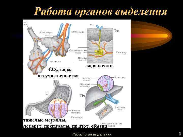 Работа органов выделения CO 2, вода, летучие вещества вода и соли тяжелые металлы, лекарст.