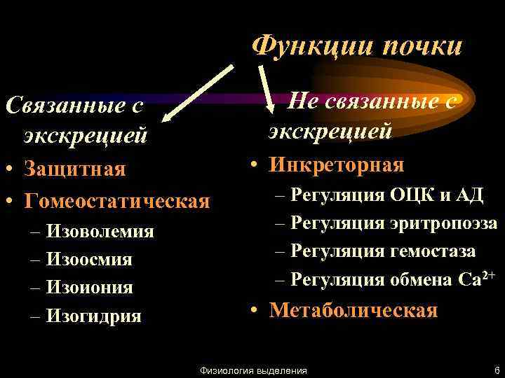 Функция связана. Назвать функции почек, не связанные с мочеобразованием.. Функции почек связанные и не связанные с мочеобразования. Функции почек связанные и не связанные с мочеобразованием. Функции почек связанные с мочеобразованием.