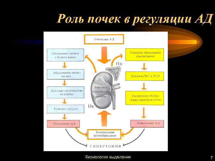 Роль почек в регуляции АД Физиология выделения 7 