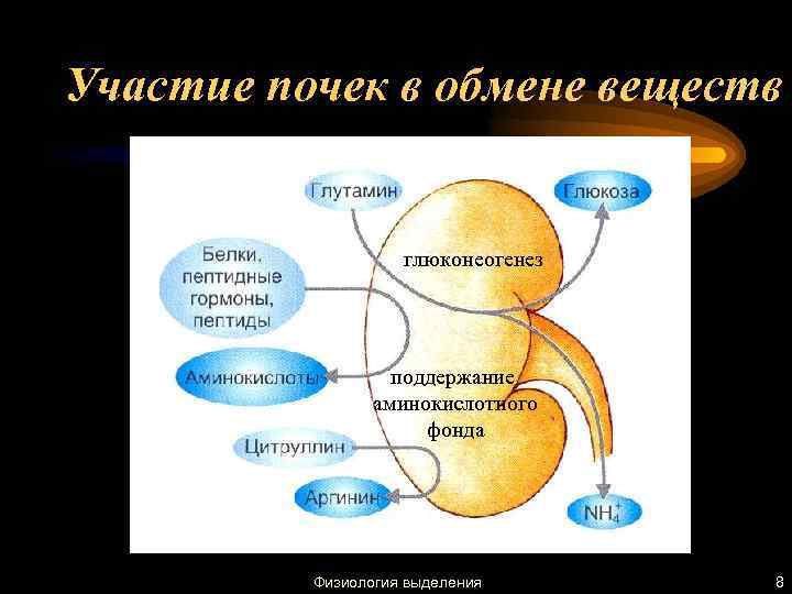 Участие почек в обмене веществ глюконеогенез поддержание аминокислотного фонда Физиология выделения 8 