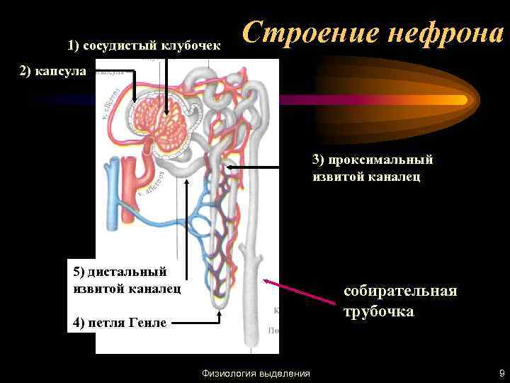 1) сосудистый клубочек Строение нефрона 2) капсула 3) проксимальный извитой каналец 5) дистальный извитой