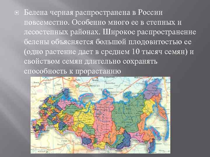  Белена черная распространена в России повсеместно. Особенно много ее в степных и лесостепных