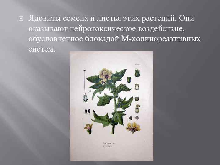  Ядовиты семена и листья этих растений. Они оказывают нейротоксическое воздействие, обусловленное блокадой М-холинореактивных