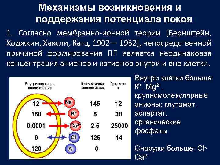 Механизмы возникновения и поддержания потенциала покоя 1. Согласно мембранно-ионной теории [Бернштейн, Ходжкин, Хаксли, Катц,