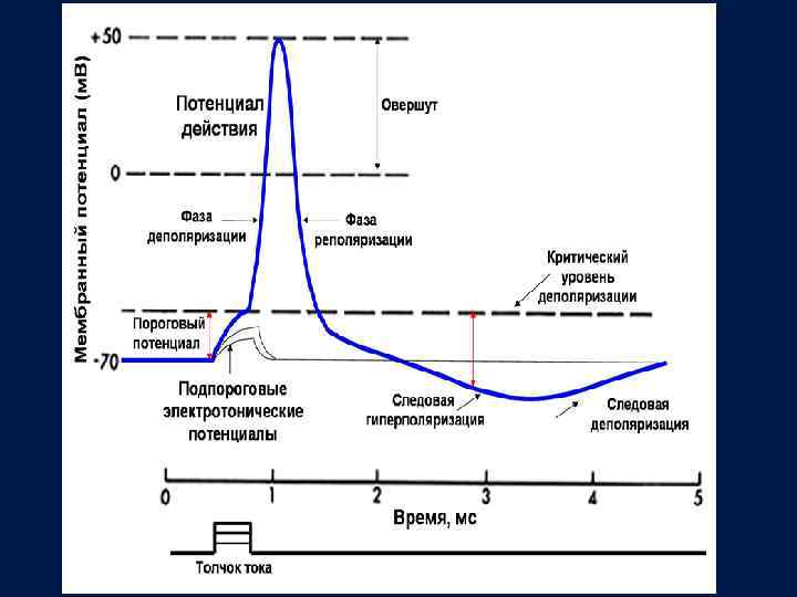Потенциал действия приводит. Фазы потенциала действия физиология график. Фазы потенциала действия таблица. Ионный механизм генерации потенциала действия. Фазы возникновения потенциала действия.
