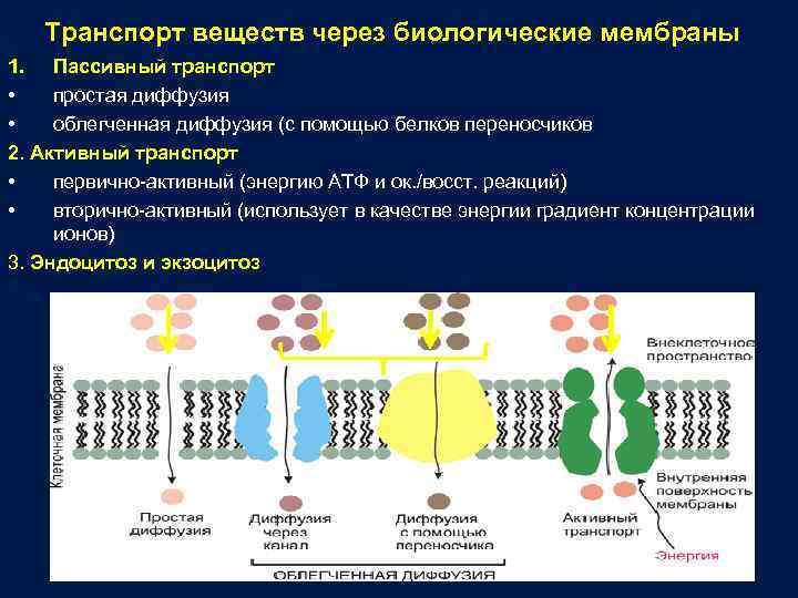 Способность клетки