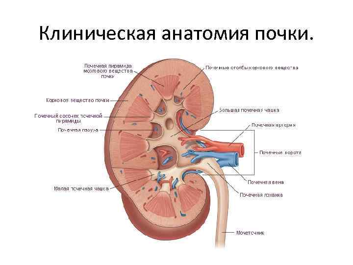 Клиническая анатомия почки. 