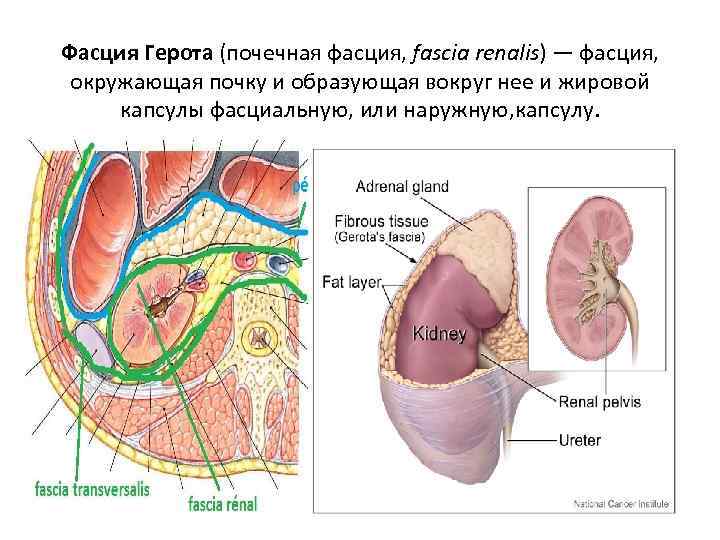 Фасция Герота (почечная фасция, fascia renalis) — фасция, окружающая почку и образующая вокруг нее