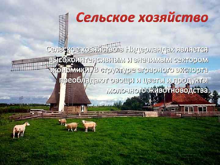 Сельское хозяйство в Нидерландах является высокоинтенсивным и значимым сектором экономики. В структуре аграрного экспорта