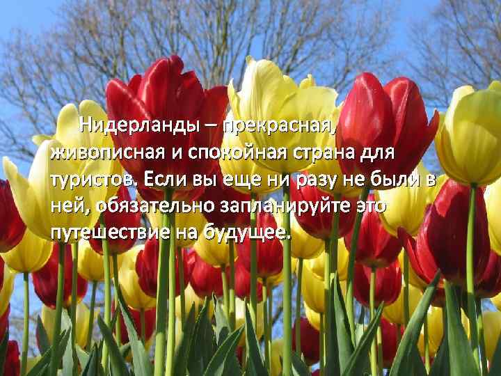  Нидерланды – прекрасная, живописная и спокойная страна для туристов. Если вы еще ни