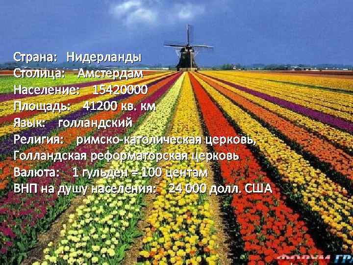 Страна: Нидерланды Столица: Амстердам Население: 15420000 Площадь: 41200 кв. км Язык: голландский Религия: римско-католическая