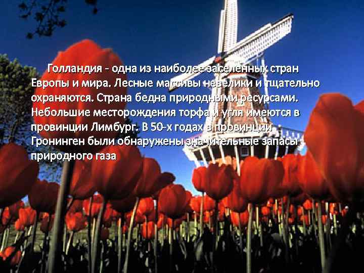 Голландия - одна из наиболее заселенных стран Европы и мира. Лесные массивы невелики