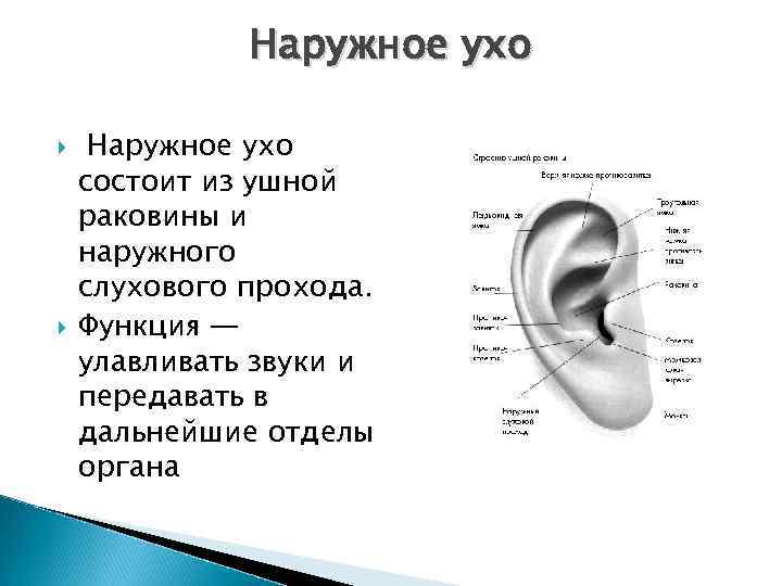 Наружное ухо состоит из ушной раковины и наружного слухового прохода. Функция — улавливать звуки