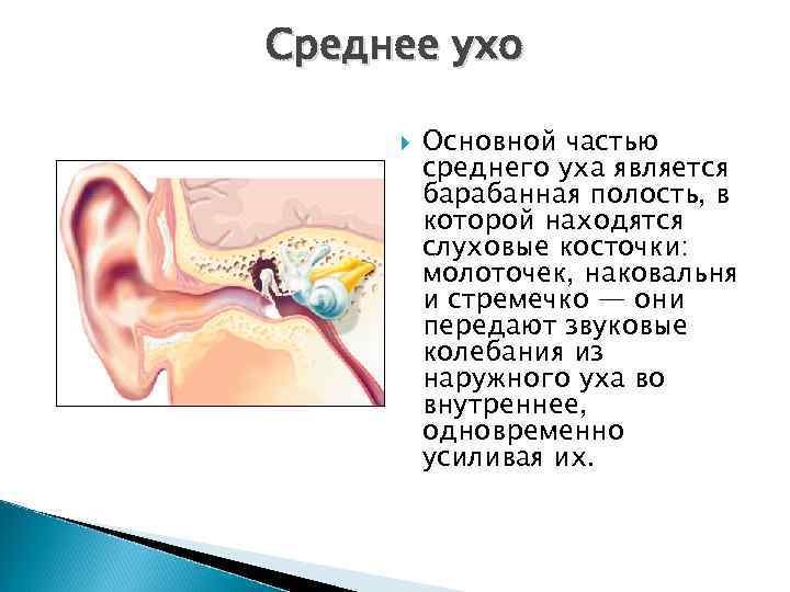 Среднее ухо Основной частью среднего уха является барабанная полость, в которой находятся слуховые косточки: