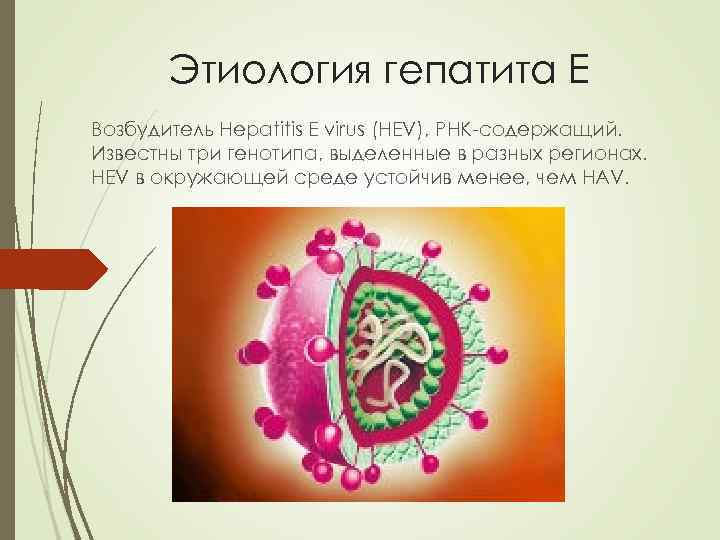 Этиология гепатита Е Возбудитель Hepatitis E virus (HEV), РНК-содержащий. Известны три генотипа, выделенные в