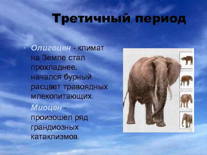 Третичный период • Олигоцен - климат на Земле стал прохладнее, начался бурный расцвет травоядных