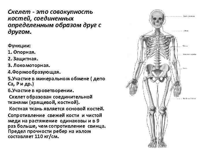 Скелет - это совокупность костей, соединенных определенным образом друг с другом. Функции: 1. Опорная.