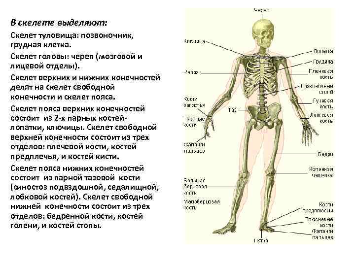 В скелете выделяют: Скелет туловища: позвоночник, грудная клетка. Скелет головы: череп (мозговой и лицевой