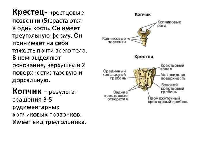 Крестец- крестцовые позвонки (5)срастаются в одну кость. Он имеет треугольную форму. Он принимает на